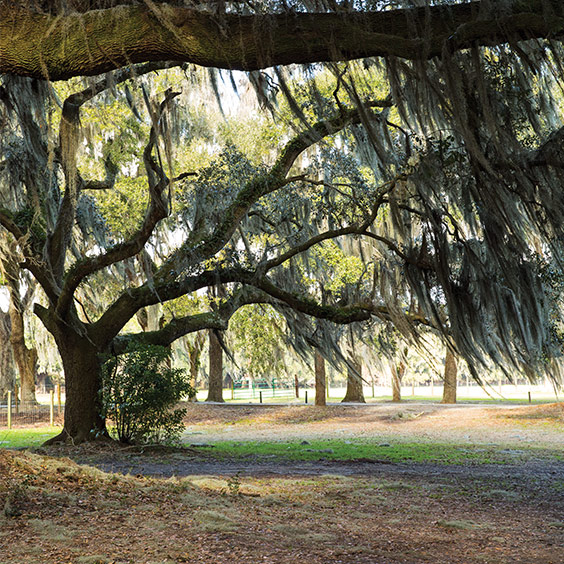 Tour the City of Savannah